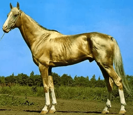 الحصان التركمانستاني