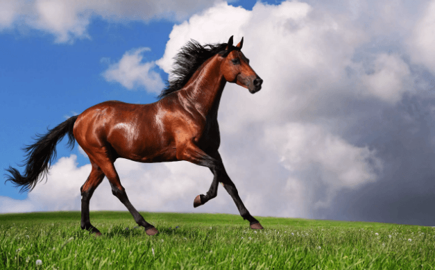 الحصان العربي الأصيل