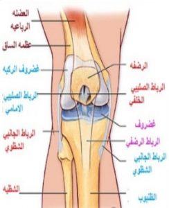 تعد الركبة أكبر مفصل في جسم الإنسان