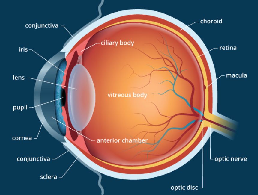 بحث حول العين – التعريف بالعين وبنيتها
