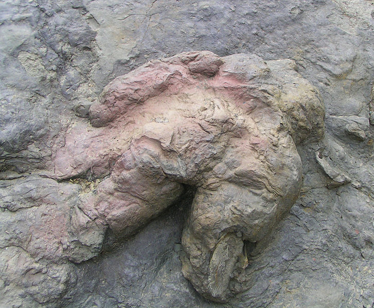 أثر قدم محتمل للتيرانوصور في نيومكسيكو
