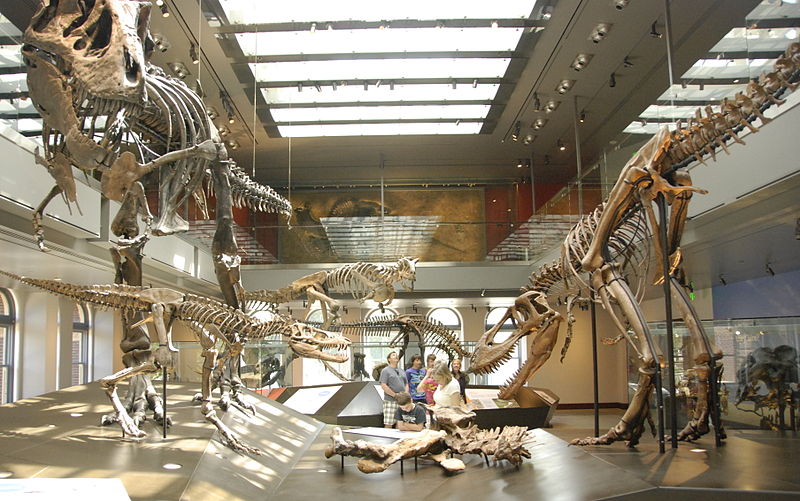 مجموعة من الهياكل العظمية من أعمار مختلفة في متحف التاريخ الطبيعي في لوس أنجلوس.