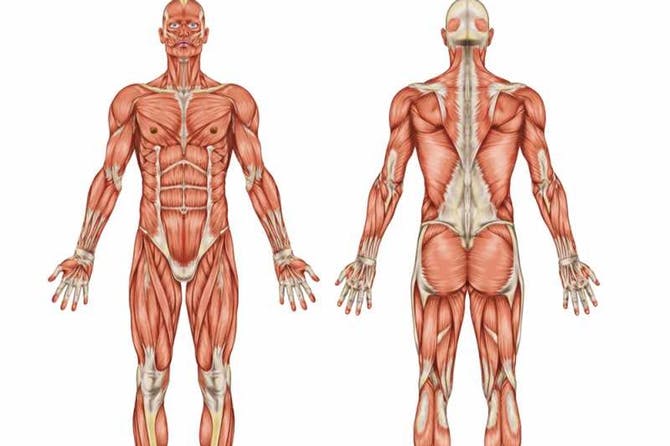 يليلة كيف يعمل جسم الانسان.. ل شيء عن الحهاز العضلي عند الانسان