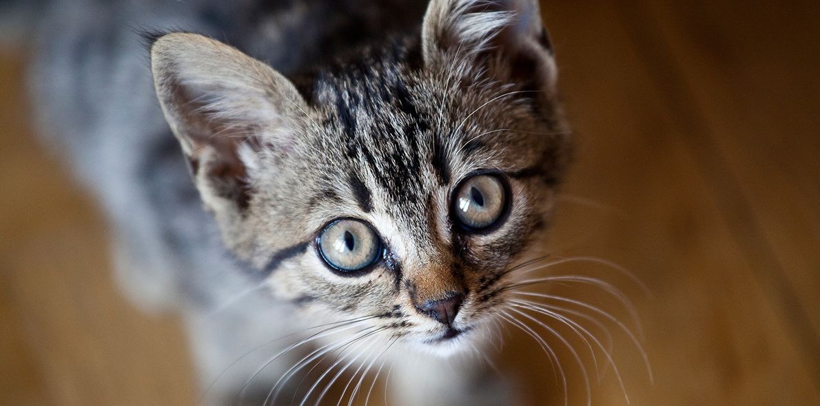 ما هي فوبيا القطط ؟