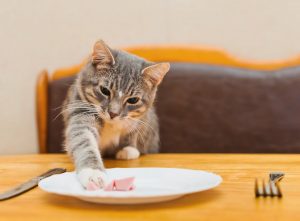 ماذا تأكل القطط
