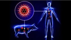 أعراض أنفلونزا الخنازير