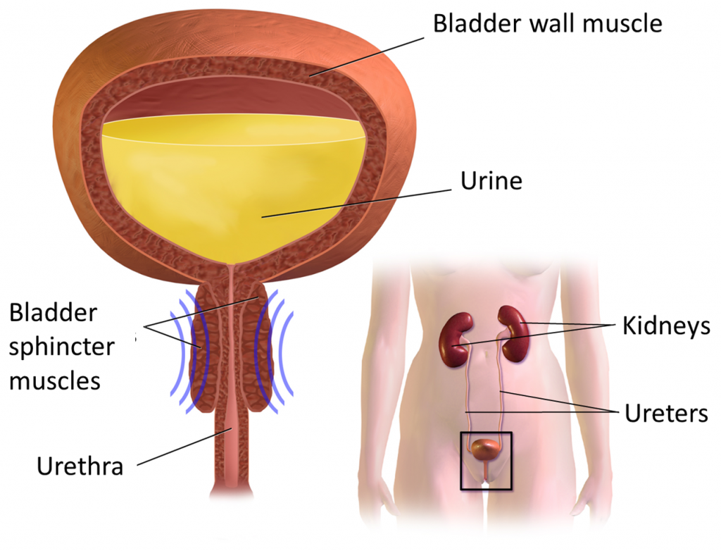 ثالثًا المثانة الجهاز البولي (Urinary Tract) (vesicaurinaria)