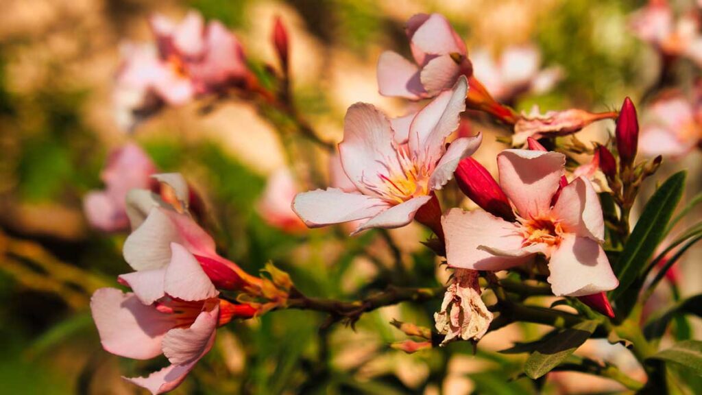 التداخلات الدوائية مع نبات الدفلة (oleander tree)