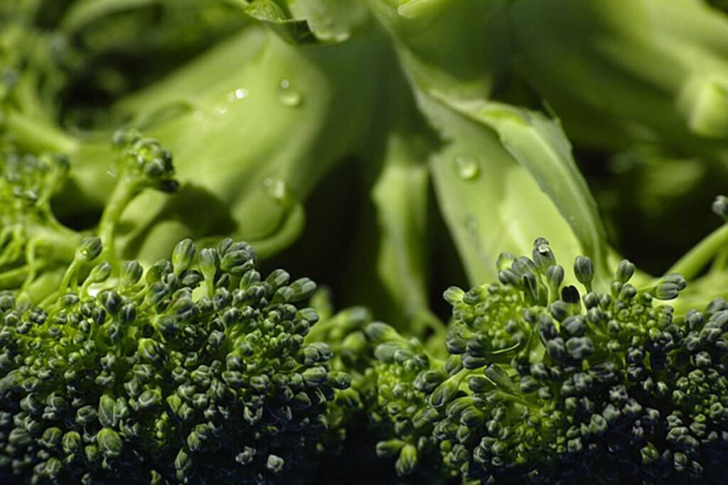 البروكلي Broccoli