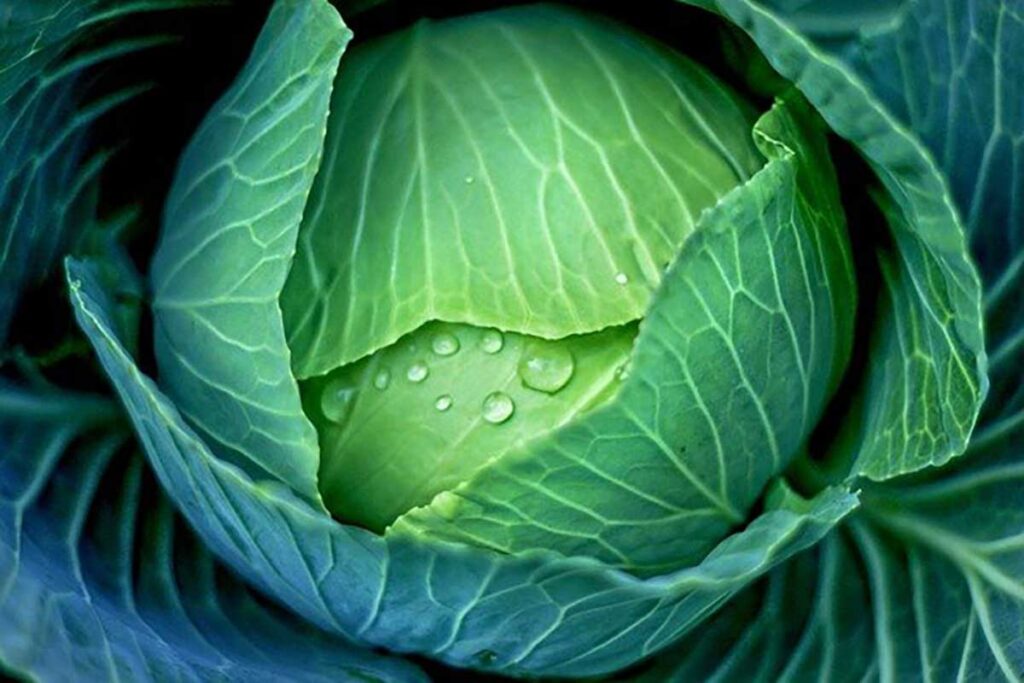الملفوف Cabbage