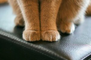 حركة العجن عند القطط – هل تحاول قطتك تحويلك إلى بسكويت لذيذ؟