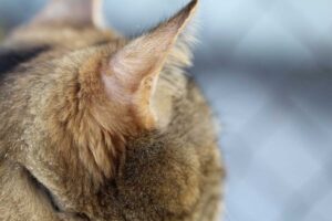دليل تنظيف أذن القطط – 5 خطوات وملاحظات مهمة
