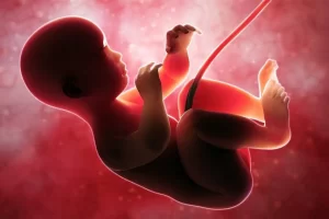 تغذية الجنين في بطن الأم