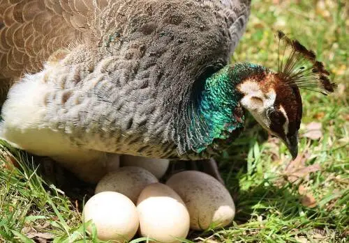 بيض الطاووس في المنام