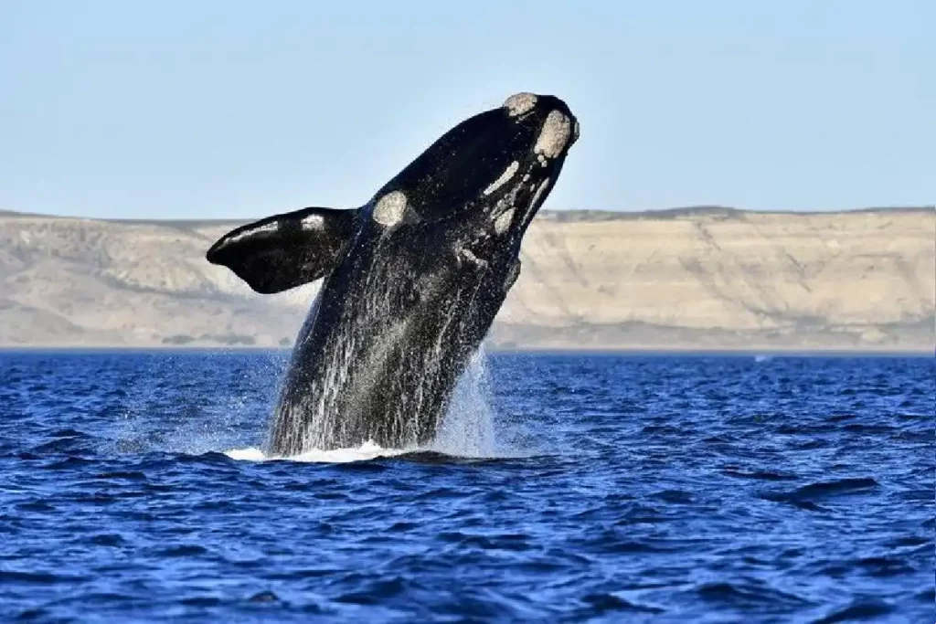 الحوت الصائب من أنواع الحيتان البالينية