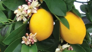 كيفية زراعة الليمون من العقل في المنزل... تجربة في غاية المتعة