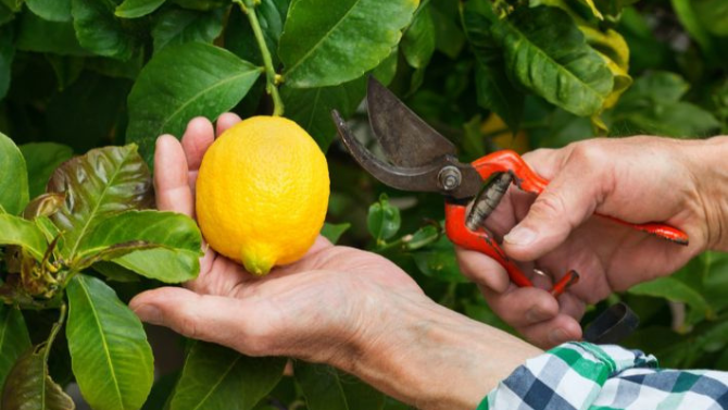 كيفية زراعة الليمون من العقل في المنزل ... تجربة في غاية المتعة
