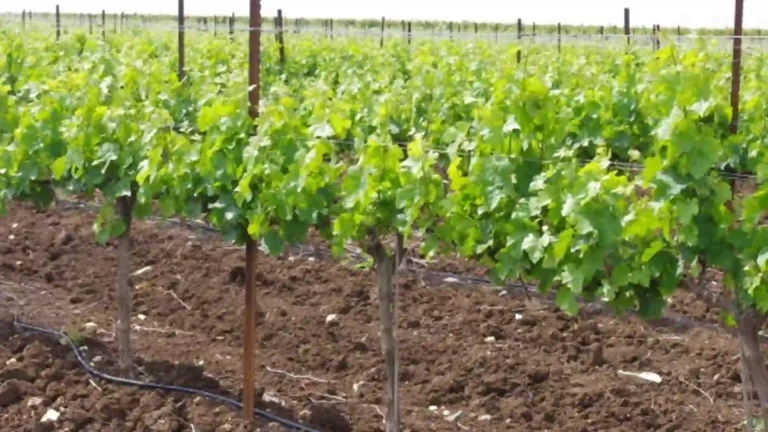 تربة جيدة الصرف لزراعة العنب