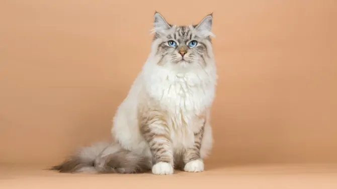 6 - قط الغابات السيبيري Siberian cat